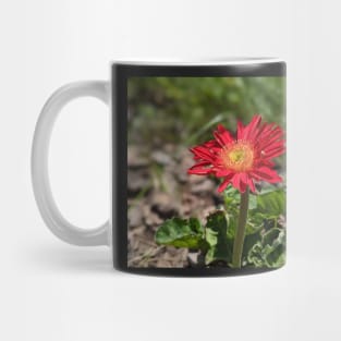 Red Gerber Daisy 3 Mug